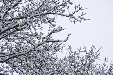 The winter sky