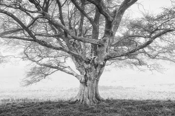 Türaufkleber Bäume old oak tree in Black and white