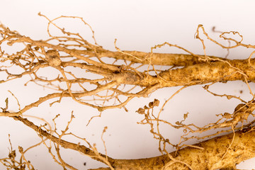 Ginseng /Ginsengwurzel