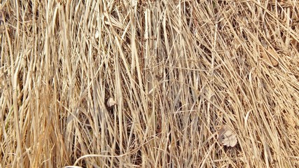 The texture of dry straw on Earth