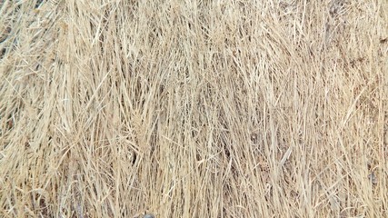 The texture of dry straw on Earth