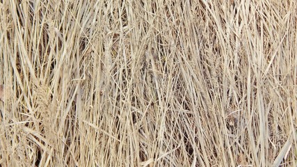 The texture of dry straw on Earth