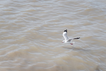Seagull flying on the sea