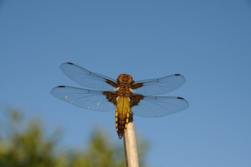 Yellow gold giant Dragonfly