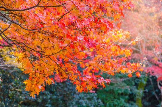 autumn yellow and red maple leaves with blurred background at morning in autumn season from Kyoto, Japan, soft focus, sunlight effect © Vittaya_25