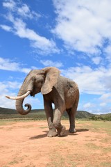 Fototapeta na wymiar Elefant mit Himmel