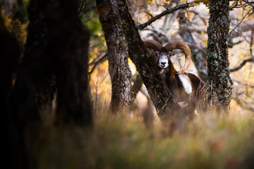 Mouflon male du Ventoux