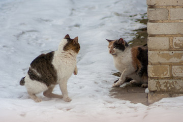 two cats on the snow. One lies the other one stands