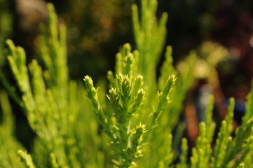 Green plant leaves in sun light