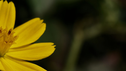 yellow flower closeup