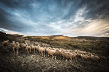 sheeps in the countryside of Soria in Spain - obrazy, fototapety, plakaty