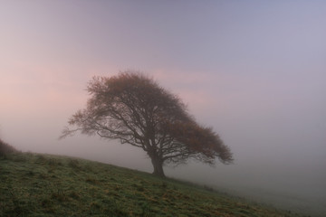 Fototapeta na wymiar Landscape broad-leafed tree fog autumn field-landscape meadow tree solitaire-tree ring hoarfrost frost cold loneliness silence