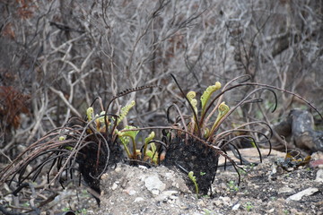 Farn treibt nach Waldbrand wieder aus