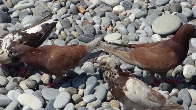 Brown doves walking on pebbles and search food among small stones. Hungry birds on the beach. Sunny summer day.