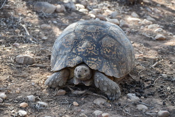 Afrikanische Schildkröte