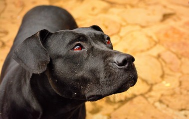 ojos rojos