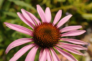 Detail macro view of a blue, violet and pink flower