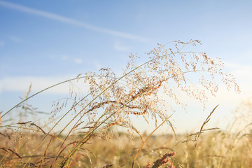 Summer meadow background. Gold grass and clear blue sky. Summer nature on sunny day.