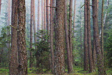 Forest. Trees in the forest. Trunks of fir in the coniferous spring forest