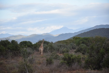 Fototapeta premium Landschaft mit Giraffen in der kleinen Karoo