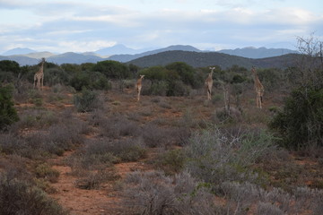 Landschaft mit Giraffen in der kleinen Karoo