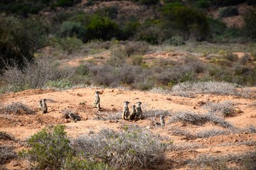 Erdmännchen vor ihrem Bau in der kleinen Karoo
