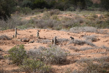 Erdmännchen vor ihrem Bau in der kleinen Karoo