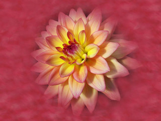 Glowing romantic dahlia flower on red background