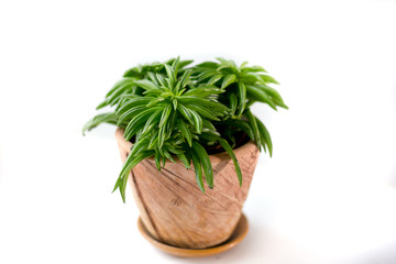 Beautiful pepperomia plant in a clay pot over white background.