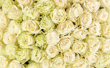 floral background. roses background