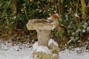 Robin redbreast, erithacus rubecula, waiting for breakfast on a bird bath covered in snow.