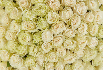 floral background. roses background
