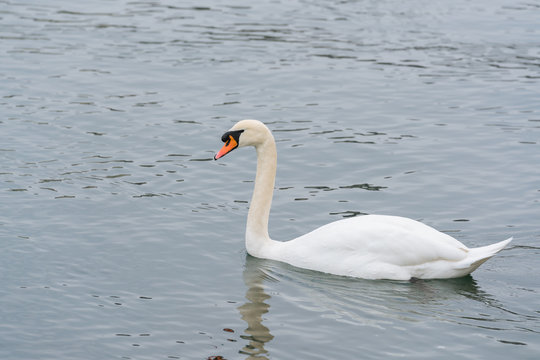 White Swan on a clear water surface of Reuss river with crystal waters background at the daytime in Lucerne, Switzerland.