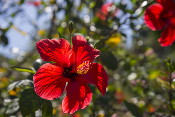 Fototapeta premium Red hibiscus flower on green leaves garden