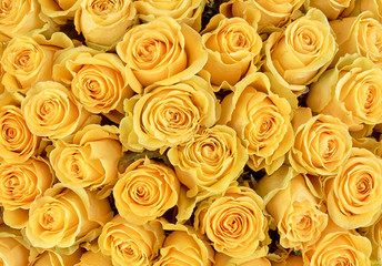 Obraz na płótnie Canvas floral background. roses background