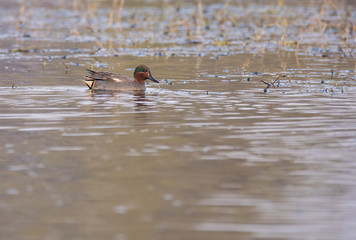 A common teal swimming in the waters of bharatpur bird sanctuary