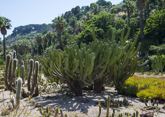 Big cacti in the park of Barcelona