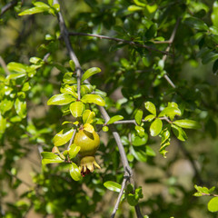 Fruit on a pomegranate tree