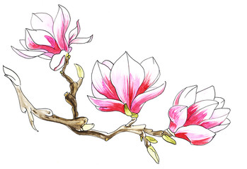 Branch with three flowers of magnolia pink and white. Watercolor illustration isolated on white background. Hand Drawn