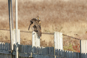 Long eared Owl