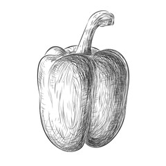 Garlic hand drawn sketch, pencil vintage monochrome illustration with draft etching texture effect, isolated on white background.