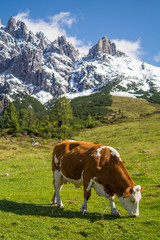 Fototapeta na wymiar Brown and white spotted cow grazing in front of snow kept rocky austrian mountains in ealy morning light.