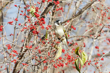 Light vented Bulbul