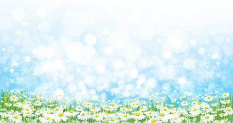 Naklejka premium Vector nature background, daisy flowers field.
