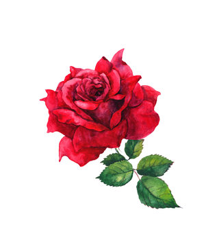 One red rose flower. Isolated watercolor painting