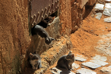 Morocco small kittens