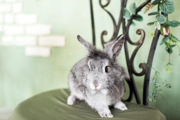 Gray rabbit on a green background. Easter bunny sitting on a chair.