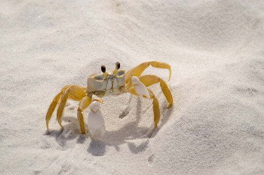 Sand Crab 950