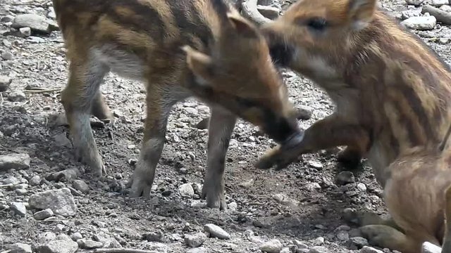 Many wild boar piglets Sus scrofa walk in a zoo
