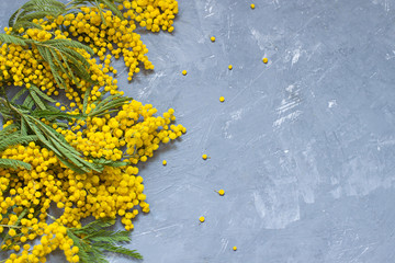 Mimosa flowers top view frame. Copy space